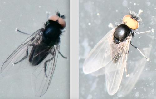 Platypeza hirticeps